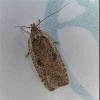 picture Agonopterix propinquella