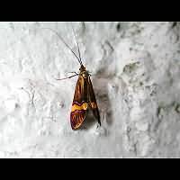 Photograph Nemophora degeerella