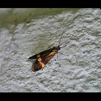 foto Nemophora degeerella