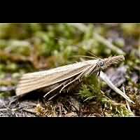 foto Agriphila culmella