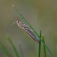 picture Agriphila tristella