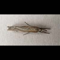 foto Agriphila tristella