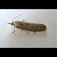 picture Bee Moth