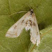 Photograph of Cataclysta lemnata fem.