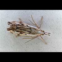 foto Catoptria falsella