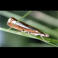 picture Catoptria margaritella