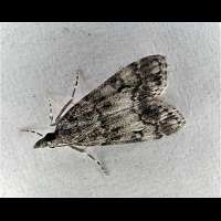 picture Dipleurina lacustrata