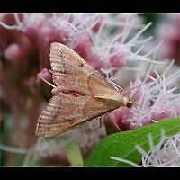 foto Endotricha flammealis