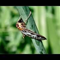 picture Small Magpie Moth