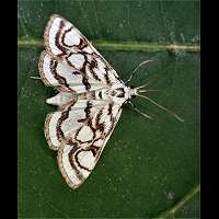 picture Nymphula stagnata