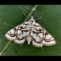 picture Nymphula stagnata