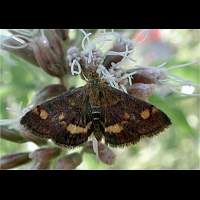 picture Pyrausta aurata