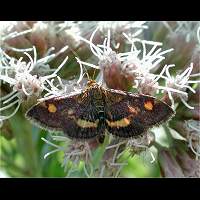 picture Mintmoth