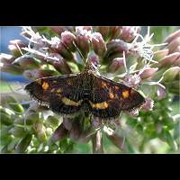 picture Pyrausta aurata