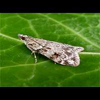 picture Scoparia ambigualis