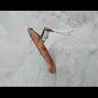 picture Caloptilia stigmatella