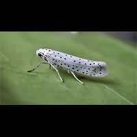 foto Yponomeuta evonymella