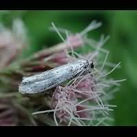 foto Yponomeuta evonymella