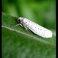 picture Yponomeuta evonymella