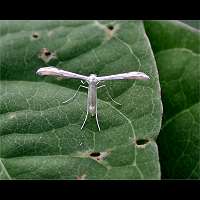 foto Pterophorus galactodactyla