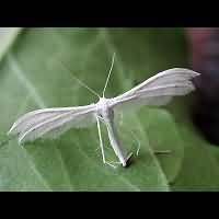 picture White Plume Moth