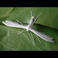 picture Pterophorus pentadactyla