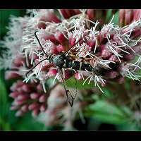 picture Aegeria tipuliformis