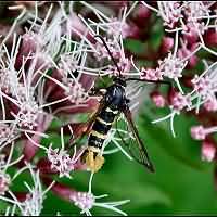 picture Synanthedon vespiformis