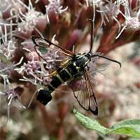 picture Yellow-legged Clearwing