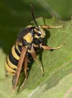 picture of Hornet Moth, Sesia apiformis