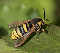 foto van Hoornaarvlinder, Sesia apiformis