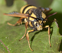 foto van Hoornaarvlinder, Sesia apiformis