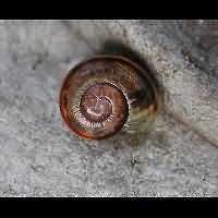 Cepaea nemoralis