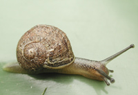 photograph of Brown Garden Snail, Helix aspersa, Cornu aspersum