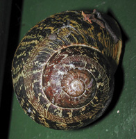 photograph of Brown Garden Snail, Helix aspersa, Cornu aspersum