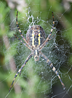 photo of Wasp spider, Argiope bruennichi