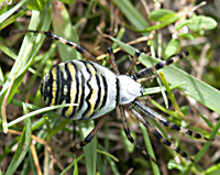 photo of Wasp spider, Argiope bruennichi