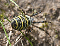 photo of Wasp spider, Argiope bruennichi