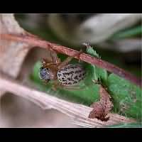 Euophrys frontalis