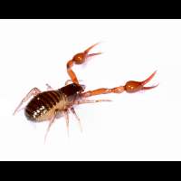 Photograph of a pseudoscorpion in the garden