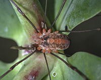 photograph of Red Harvestman