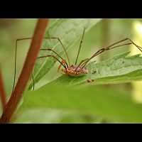 photograph Phalangium opilio