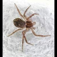 Philodromus dispar