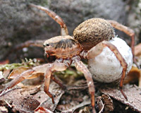 foto van de nachtwolfspin, Wolfspin / Trochosa ruricola of Trochosa terricola