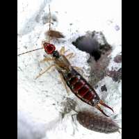 Earwig