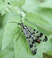 photo of Scorpionfly, Panorpa vulgaris