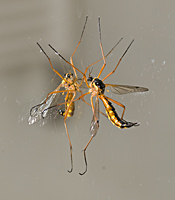 foto van Ctenophora pectinicornis