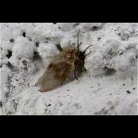 Moth Fly