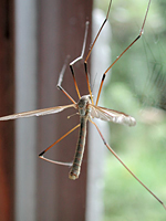 photograph of European Crane Fly (Tipula paludosa)