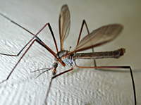 photograph of European Crane Fly (Tipula paludosa)